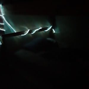 Meet your Posher, Roy